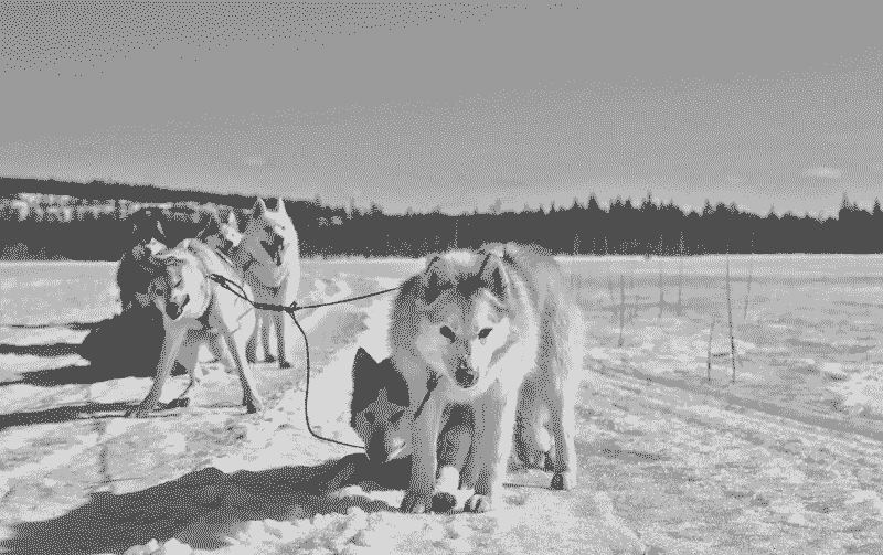 AZAK MUSHING